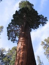 [Giant Sequoia Trees-1[2].jpg]