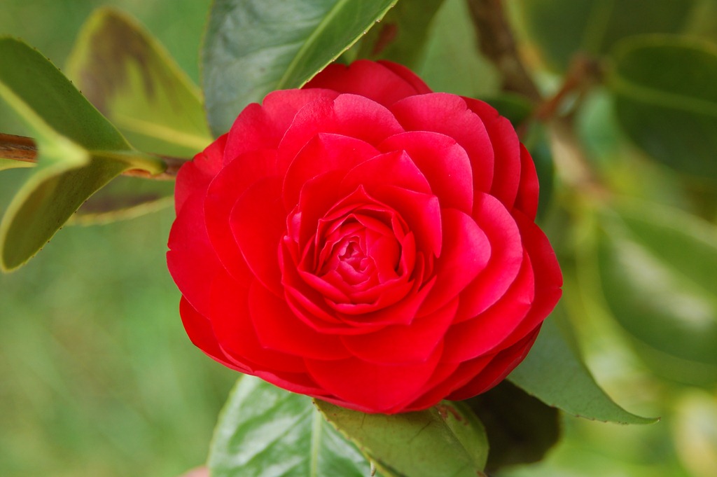 [camelia_japonesa2[7].jpg]