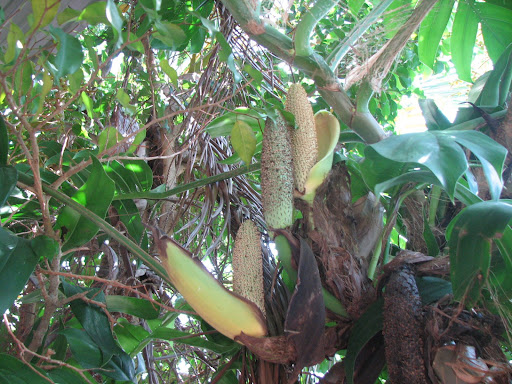 seedpod