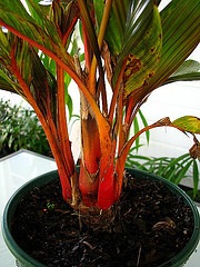 [areca vestiaria tanetahi base[1].jpg]
