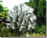 bismarckia nobilis bismarckia nobilis