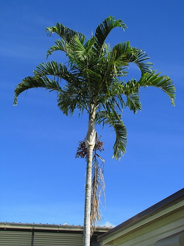 [carpentaria acuminata tanetahi[2].jpg]
