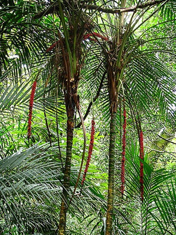 [laccospadix australasica with fruit[1].jpg]