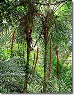 laccospadix australasica with fruit