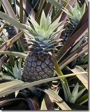 ananas comosus starr ananas comosus starr