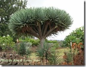 Dracaena draco by Starr Dracaena draco by Starr