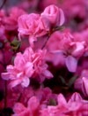 [Azalea fairy queen.jpg]