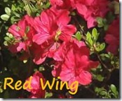 Azalea Red Wing Azalea Red Wing