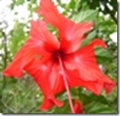 Hibiscus Red 'Ruffled Rosee' (2) Hibiscus Red 'Ruffled Rosee' (2)