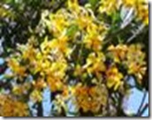 hymenosporum flavum hymenosporum flavum
