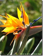 strelitzia reginae starr strelitzia reginae starr