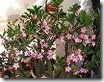 Adenium arabicum 2 Adenium arabicum 2