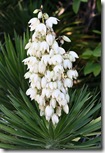 Yucca aloifolia Yucca aloifolia