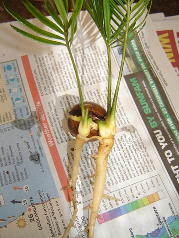 [cycas revoluta twin[4].jpg]