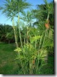 Chamaedorea seifrizii