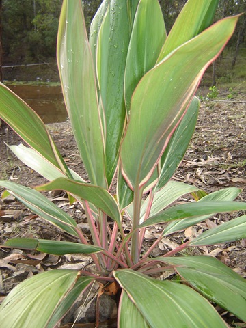 [Cordyline Pink Diamond[3].jpg]