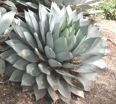 [agave parryi[3].jpg]