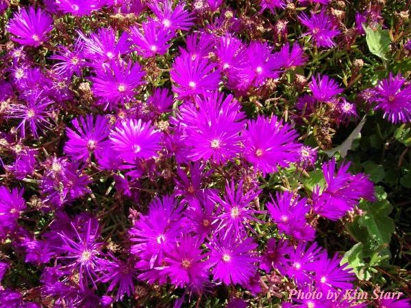 [lampranthus purple starr[3].jpg]