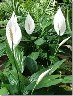 spathiphyllum peace lily starr
