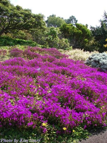 [lampranthus purple starr 2[5].jpg]