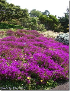 lampranthus purple starr 2