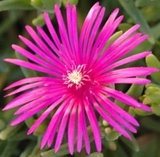 [lampranthus hot pink 3[3].jpg]