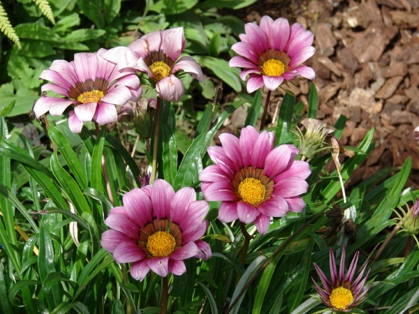 [Gazania Daybreak Pink Shades[3].jpg]