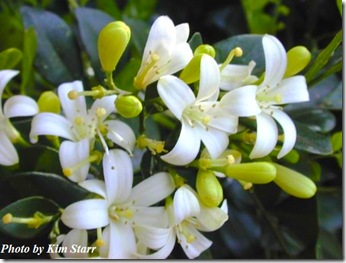 murraya paniculata hedge mock orange starr 2