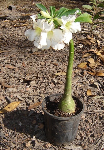 [adenium white[3].jpg]