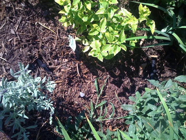 automatic watering Photo%205-715716
