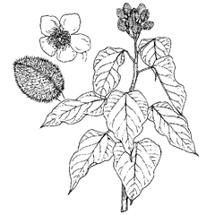 Bixa orellana L. (Bixaceae) Achiote, Annatto, Annoto, Arnato, Bija, Lipstick pod, Lipstick Tree
