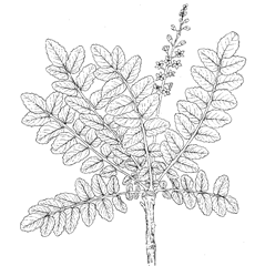Boswellia sacra Flueck. (Burseraceae) Frankincense, Olibanum Tree