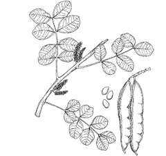 Ceratonia siliqua L. (Fabaceae) Carob, Locust Bean, St. John's-Bread