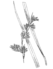 Cymbopogon citratus (DC.) Staph (Poaceae) Lemongrass, West Indian Lemongrass