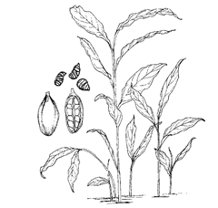 Elettaria cardamomum (L.) Maton (Zingiberaceae) Cardamon, Malabar or Mysore Cardamon