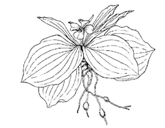 Kaempferia galanga L. (Zingiberaceae) Galanga