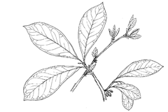 Lindera benzoin (L.) Blume (Lauraceae) Benjamin Bush, Spicebush, Wild Allspice 