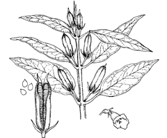 Sesamum indicum L. (Pedaliaceae) Beni, Benneseed, Sesame