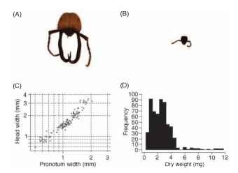  The army ant, Eciton burchellii. (A) Head of major worker. (B) Head of minor worker. (C) Head width vs. pronotum width allometry for workers. (D) Frequency-dry weight histogram for a large sample of workers. The allometrical relationship has a slope greater than 1, so larger workers (such as majors) have disproportionately large heads. The size frequency distribution is skewed to the right so relatively few of these very large majors are produced. (Drawings © Nigel R. Franks.)