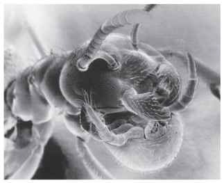 Scanning electron micrograph of a worker of Lasius flavus with a kleptoparasitic mite, Antennophorus grandis, gripping its head. The mite steals food when two workers exchange nutritious liquids during trophallaxis. 