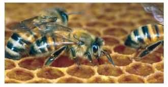 Worker honey bees (Apis mellifera) on honeycomb. 