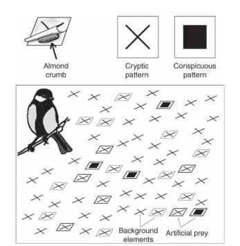 Schematic outline of the "novel world" experimental design developed by R. Alatalo and J. Mappes (University of Jyvaskyla, Finland) to study the mechanisms of predator's selection on conspicuous prey. Great tits, Parus major, are trained to forage in a room covered with small black symbols (e.g., crosses) on a white background, some of which are actual prey. Almond crumbs are placed between two 1-cm2 pieces of paper glued together that bear a symbol on the outside. Black-squared prey items stand out conspicuously on the black-crossed background and represent potential warning signals, whereas black-crossed prey items are cryptic. The novelty of all symbols ensures that innate or previously learned prey recognition does not interfere with the predator's response during the experiment. This setup also partly resolves one drawback of garden experiments, where the local food abundance for predators is artificially increased, making the searching costs, search images, and other predatory behavior unrealistic. By playing on the palatability of the prey items, it is possible to monitor how the birds learn to avoid the conspicuous signal. Mimics can also be incorporated in the environment at varying frequencies to study the dynamics of Batesian mimicry. 