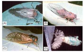 Cicadoidea: cicadas: (A) a hairy cicada, Tettigarcta crinita (Tettigarctidae), Australia, (B) Melampsalta calliope (Cicadidae), Illinois, U.S.A., (C) a periodical cicada, Magicicada cas-sini, with a 13-year life cycle, Illinois, U.S.A., (D) a dog day cicada, Tibicen sp., molting into the adult stage, Illinois, U.S.A.