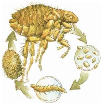  Cat flea life cycle: adult (top), eggs, larva, and cocoon (enclosing pupa). 