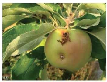 Codling moth-damaged apple. 