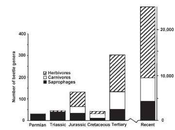 The number of beetle genera of each of three trophic levels from Permian to recent epoch. Permian genera represent Protocoleoptera