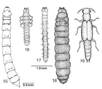  (15) Tenomerga concolor mature larva (Cupedidae), dorsal view. [From Lawrence, J. F. (1991). Order Coleoptera. In "Immature Insects," Vol. 2 (F. W. Stehr, ed.), Fig. 34.67a. Kendall/Hunt, Dubuque, IA. Figures 16-19, Micromalthus debilis (Micromalthidae), dorsal view. (16) Triungulin first instar larva. (17) Cerambycoid larva. (18) Pedogenetic larva. (19) Adult female. (Drawings, Figs. 16-19, courtesy of the copyright holder, the Royal Entomological Society, London, U.K.)