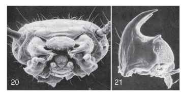 Anisotoma errans larva (Leiodidae). (20) Head capsule, anterior view. (21) Right mandible, ventral view. Note large asperate mola at base. [From Newton, A. F., Jr. (1991). Leiodidae. In "Immature Insects" (F. W. Stehr, ed.), Vol. 2, pp. 327-329, Figs. 34.152a and 34.154. Kendall/Hunt, Dubuque, IA.