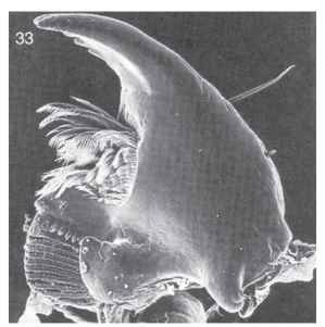 Left larval mandible, ventral view, of Anchorius lin-eatus (Biphyllidae), showing basal mola (lower left) and prostheca with comb hairs; mandible width, 0.16 mm. 