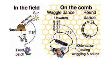 How direction to the food patch is encoded in the honey bee dance language. As a bee flies to flowers in the field (left), she learns the direction to the food patch relative to a reference direction of the sun azimuth (here the food is 115° to the right of the sun). When she dances on the vertical combs of the dark hive (right), she uses the direction upward as a reference and performs the waggling portion of the dance at the same angle, relative to this upward reference, to indicate that the food is to be found relative to the sun direction reference in the field (here, 115° to the right of upward). Dancing bees produce buzzing sounds during the waggle portion of the dance. In the round dance (far right), the dancing bee changes direction more randomly and does not waggle, but does buzz when moving in the direction that would indicate the direction to the food.